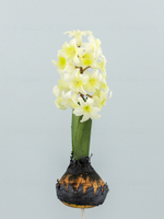 Гиацинт с луковицами