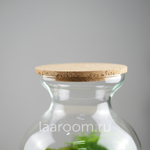 Флорариум эко-система Bubble Аспарагус