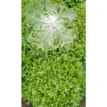 Семена Салат Лифли (УД) Е/П