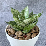 Сансевиерия EHRENDEL