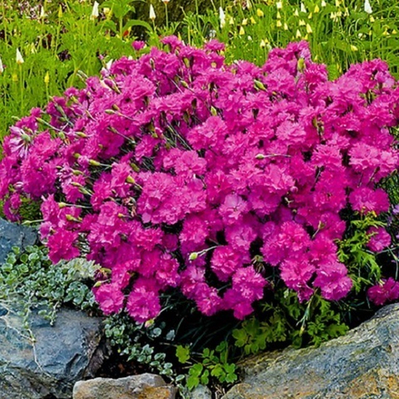 Гвоздика альпийская