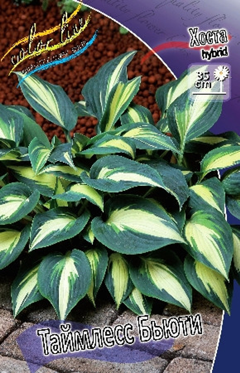 Hosta Timeless Beauty
