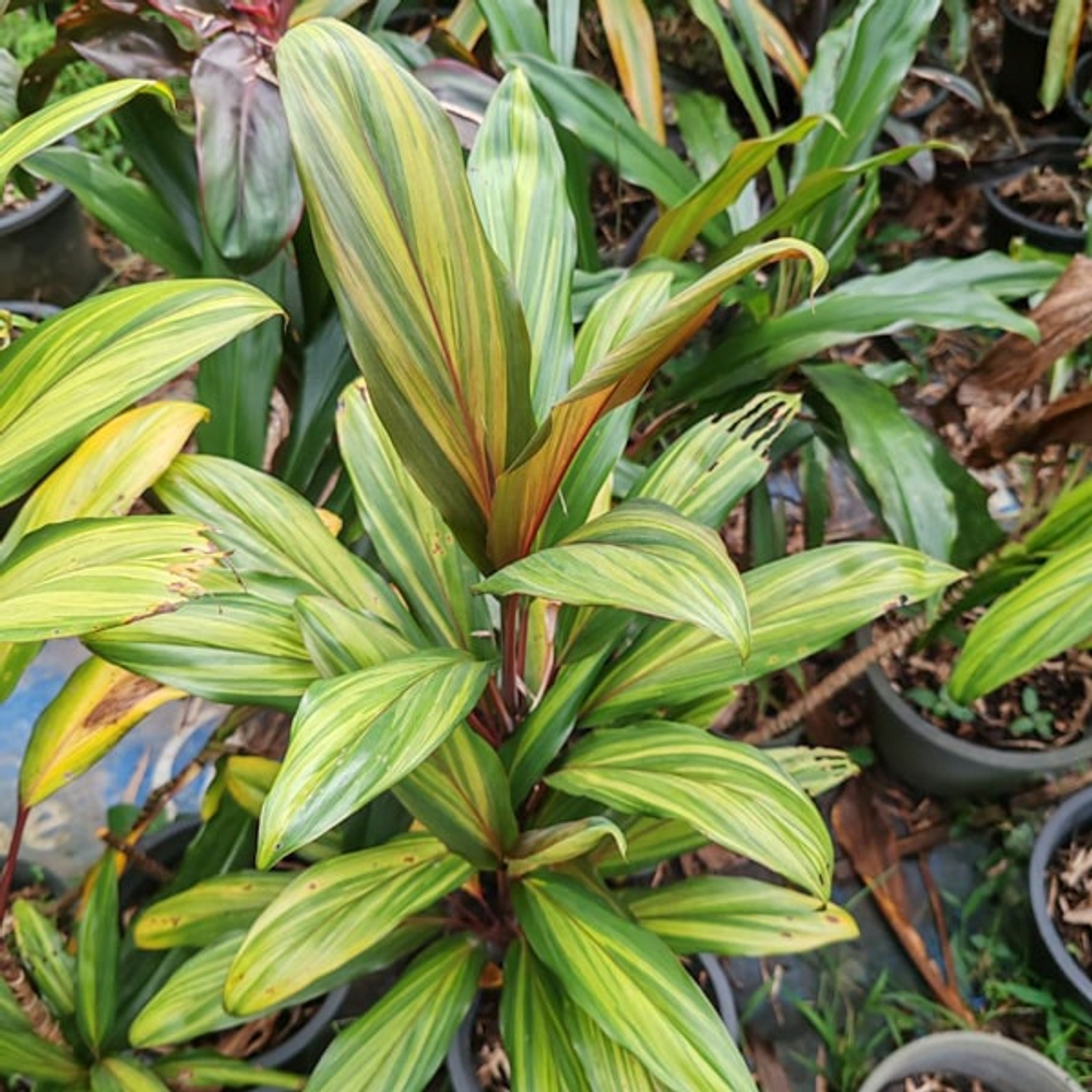 Кордилина HARLEY QUEEN