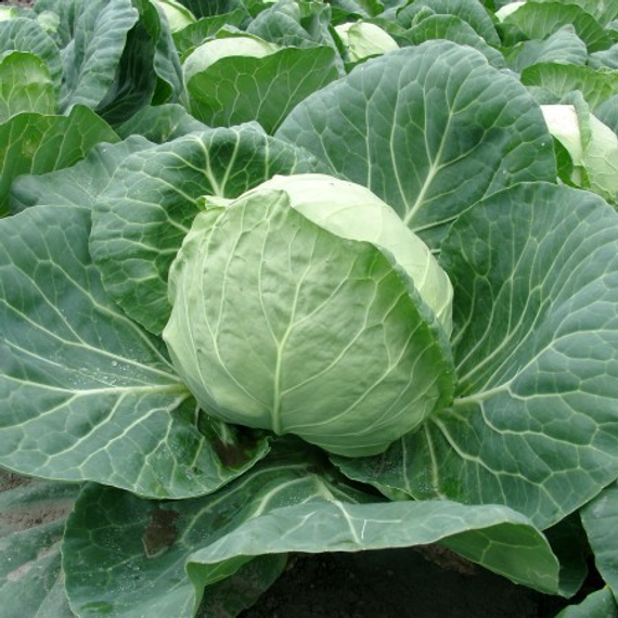 Ресей әншілерінің суреттері