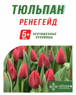 Тюльпан Луковица, Ренегейд, 5+шт