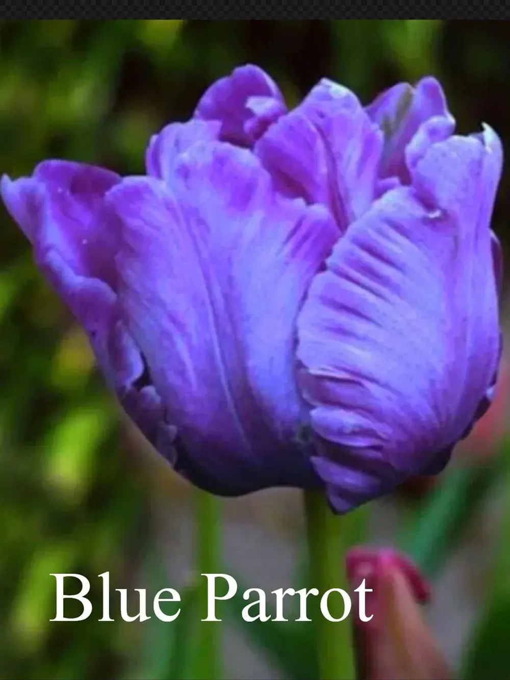 Тюльпаны Blue Parrot 4 шт, набор луковиц