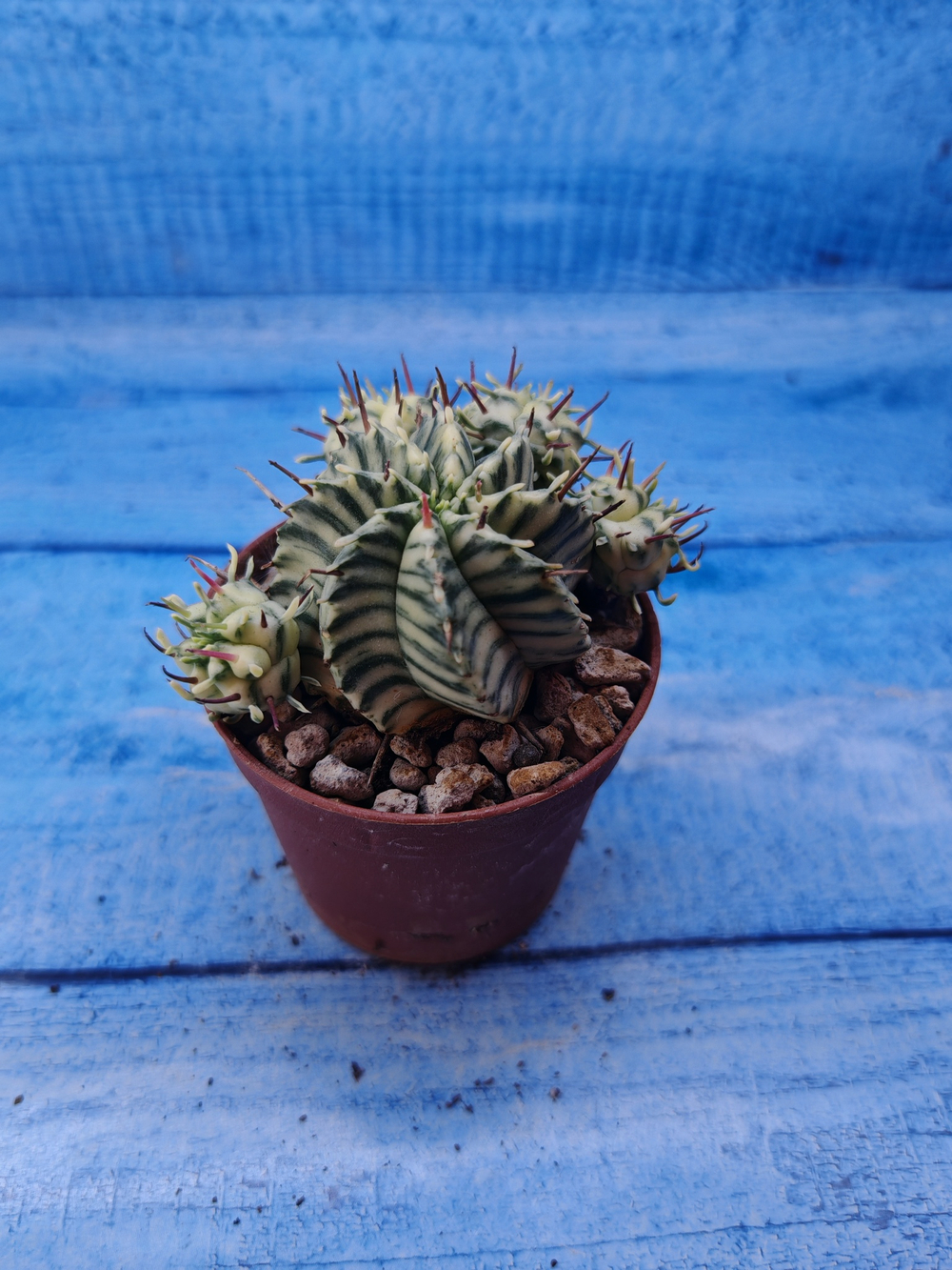 Euphorbia meloformis f. Variegated (Эуфорбия вариегатная)