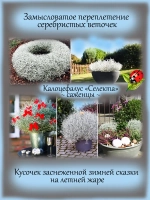 Калоцефалус Селекта