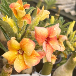 Адениум обесум SUNSET SKY