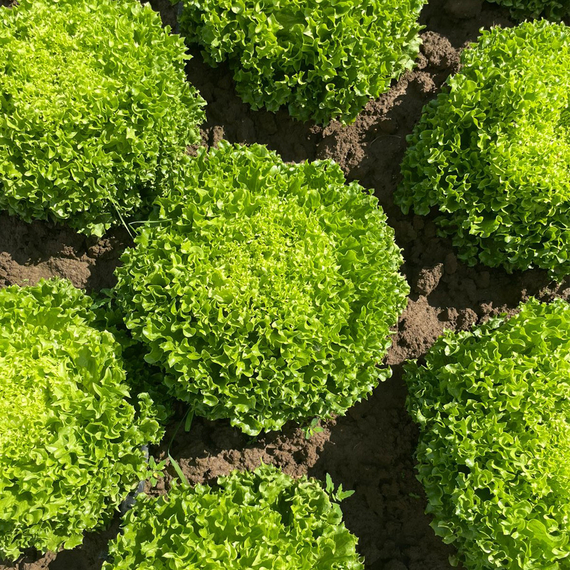 Жамбастары жайылған жалаңаш әйелдер