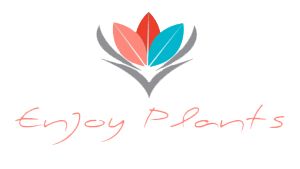 Магазин живых кактусов, суккулентов и товаров для ухода за ними