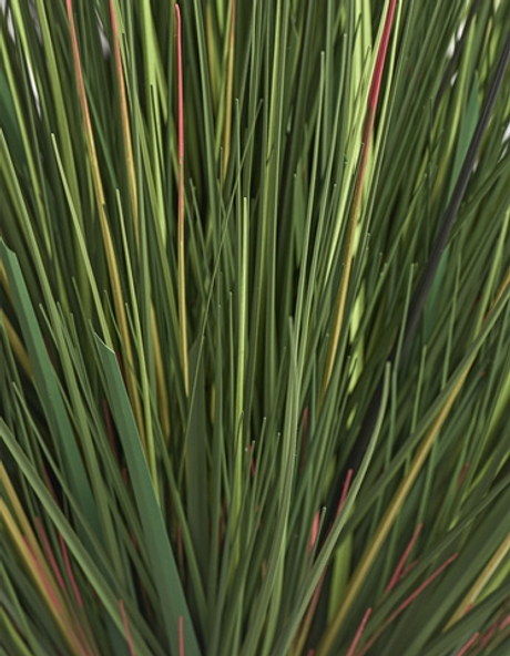 Трава Осока горная куст