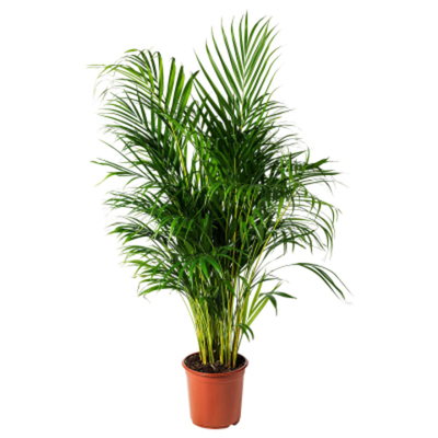 Дипсис Orangery dypsis lutesc 40/220