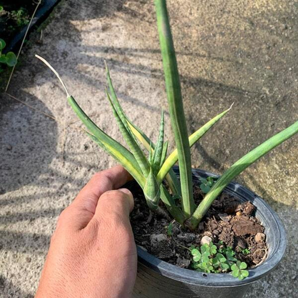 Сансевиерия BANLUE TORCH STRIATED VAR small