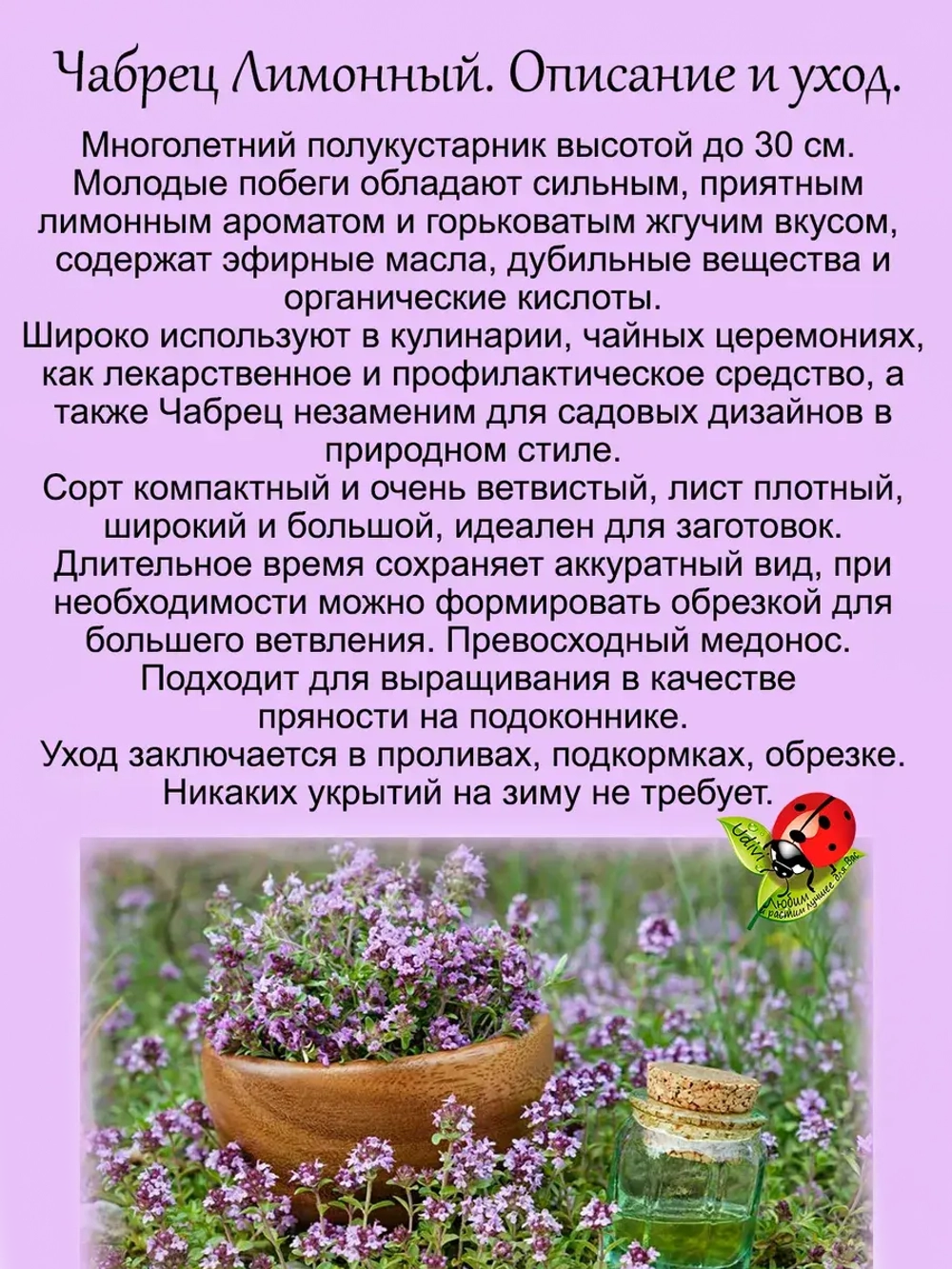 Чабрец Лимонный