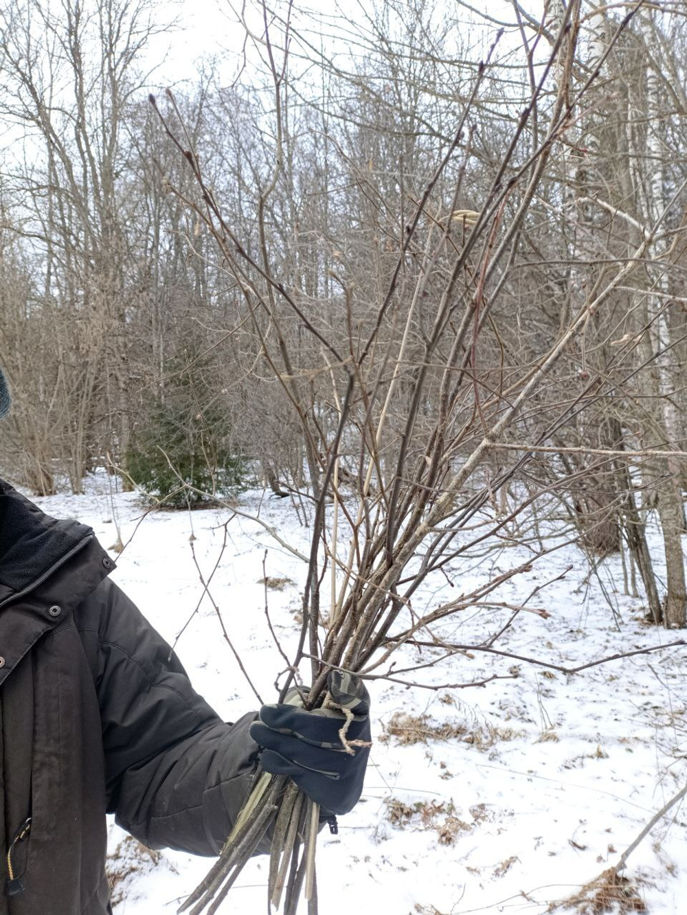 Ветки яблони