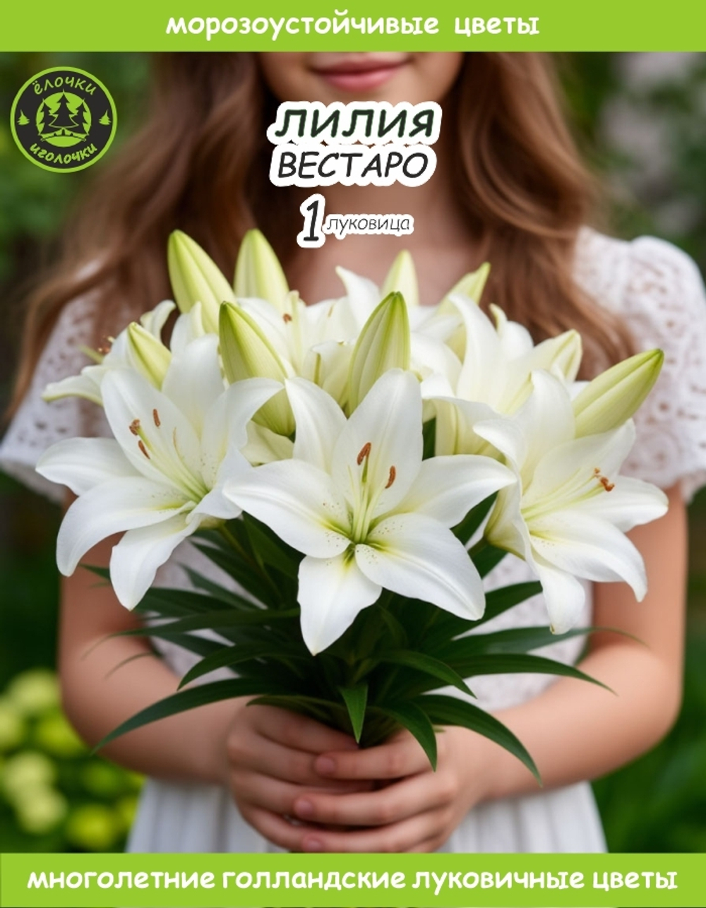 Лилия Луковица, Вестаро, 1 шт