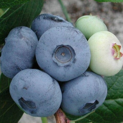 Голубика Чандлер