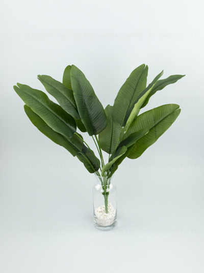 Куст банана Биг