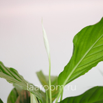 Спатифиллум Штраусс 13/50