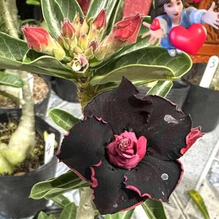 Адениум QUEEN BLACK PINK