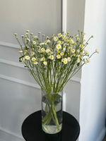 Ромашка кустовая