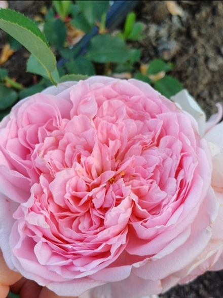 Роза Сувенир де Луи Амад Rosa Souvenir de Louis Amade