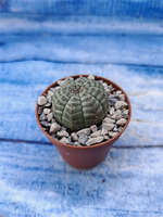 Euphorbia Obesa (Эуфорбия)