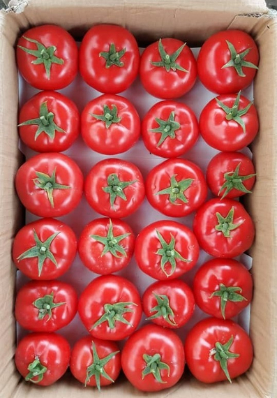 Аламина F1 семена томата индетерминантного Rijk Zwaan  Райк Цваан - 1 – фото 13