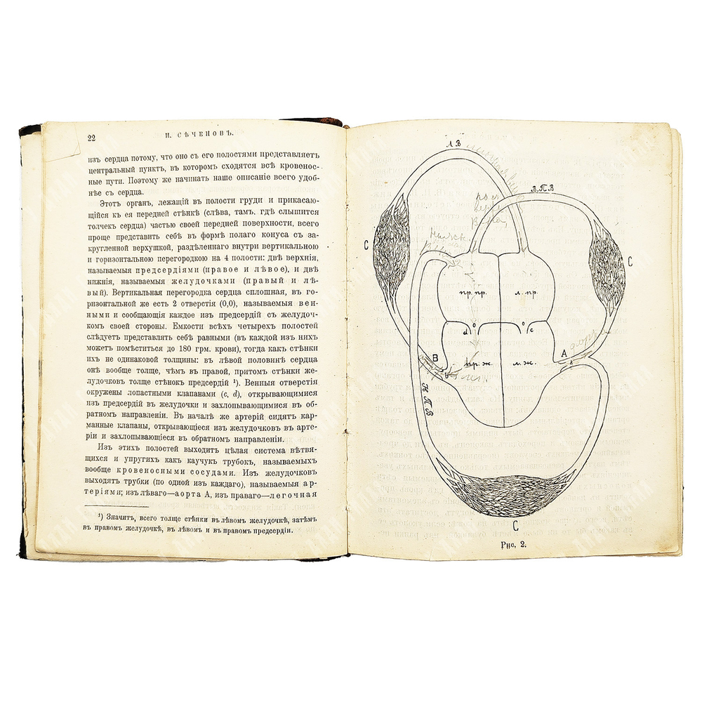 Сеченов И. М. Физиологические очерки. Конволют в 2.ч. № 8, № 9. СПб. Издание О. Н. Поповой. 1898