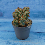 Tephrocactus Molinensis Red Glochids (Тефрокактус)