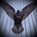 Чучело ворона