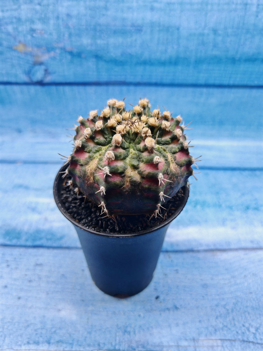 Gymnocalycium T-Rex Pink hybride (Гимнокалициум T-rex)