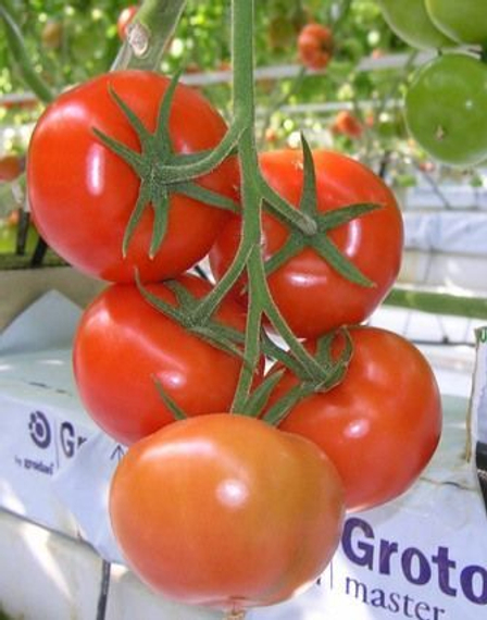 Мерлис F1 семена томата индетерминантного (De Ruiter Seeds / Де Ройтер Сидс)
