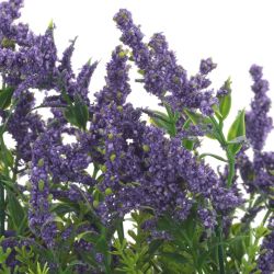 GAEM Цветочная композиция "Лаванда", L21 W15 H24 см