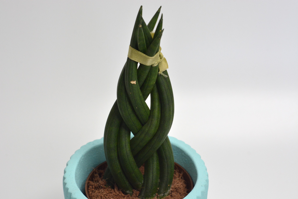 Сансевиерия Цилиндрика косичка / Sansevieria Cylindrica