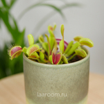 Дионея Мусципула 9/15 Мухоловка