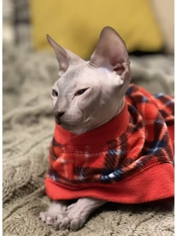 Одежда свитер для сфинксов кошек