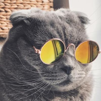Кот в очках