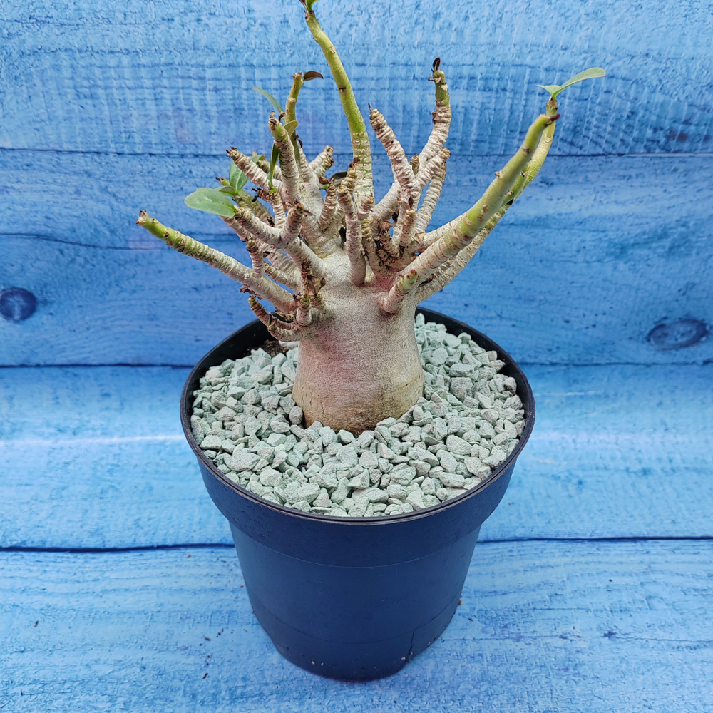 Adenium Baobab (Адениум)