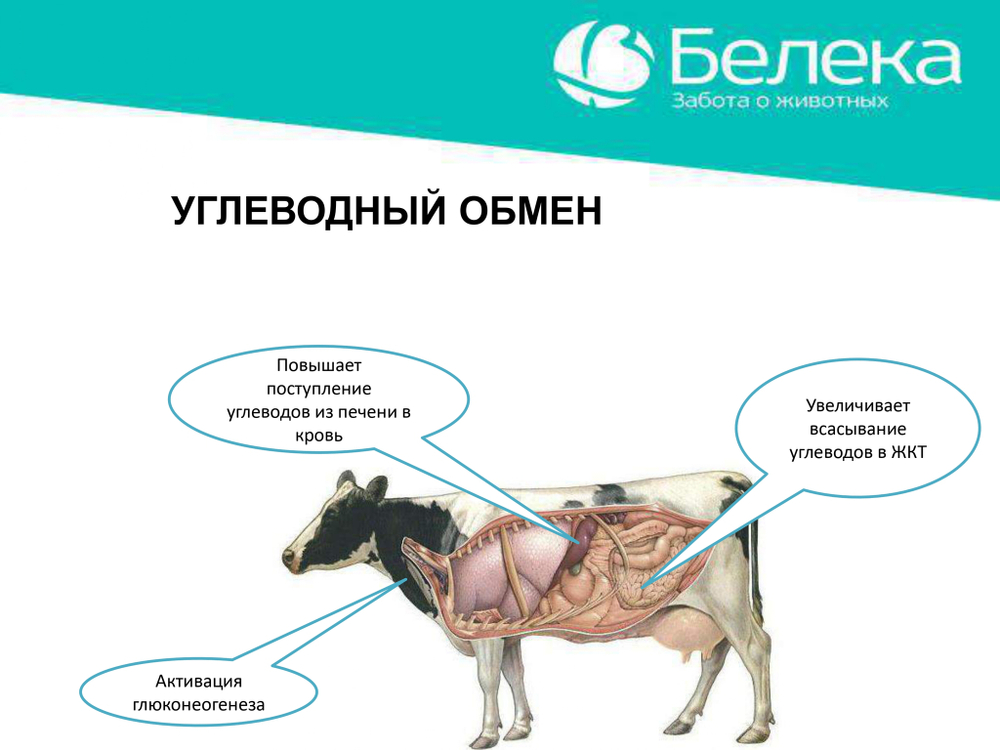 Дексалека (аналог дексафорта), раствор для инъекций, 100 мл