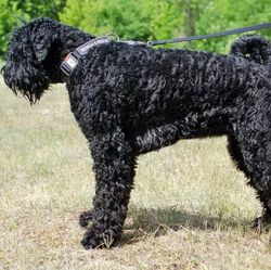 Ошейник нейлоновый "Special friend" с пластмассовым фастексом