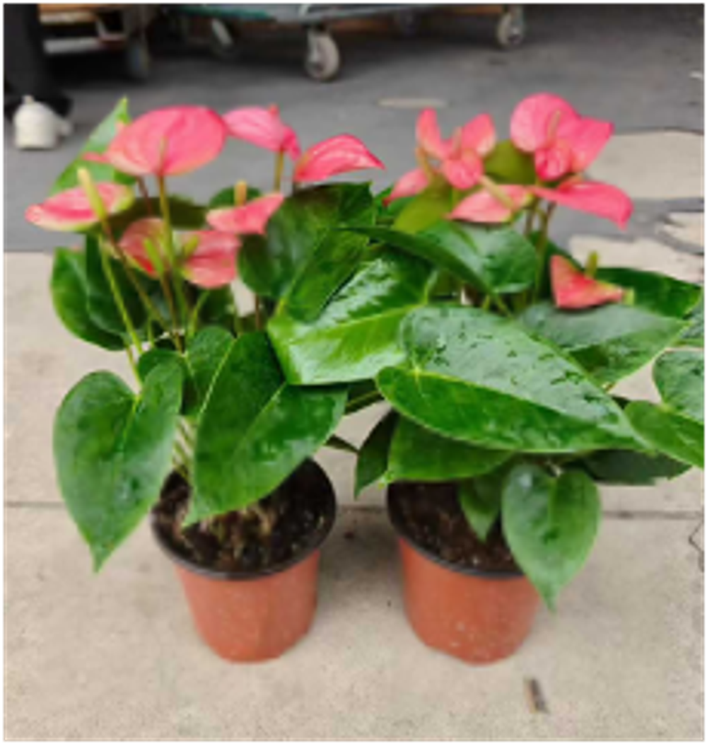 Антуриум Pink Crown д. 12