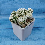 Mammillaria Arizona Snowcap (Маммиллярия)