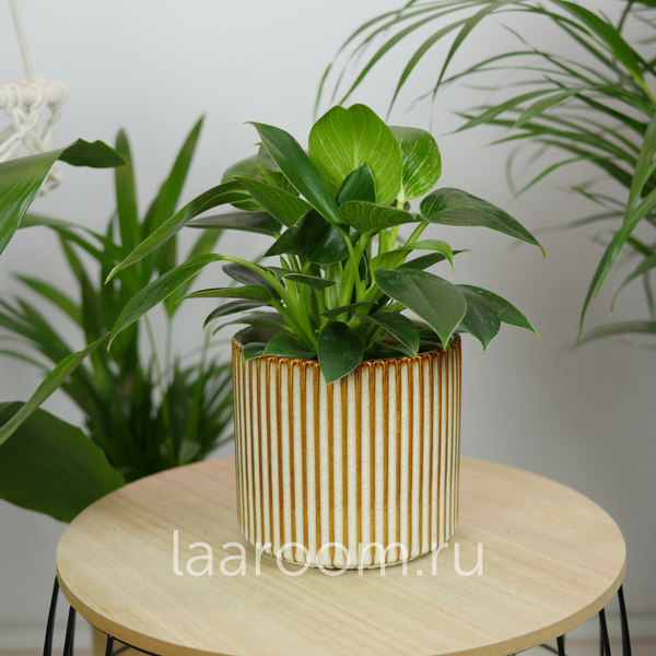 Филодендрон Биркин 12/30