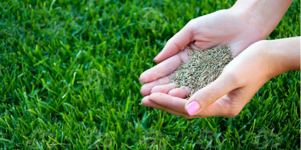 Посев газона под ключ