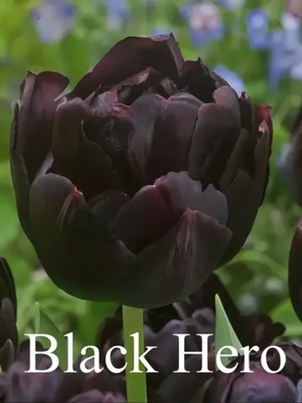 Тюльпаны Black Hero 4 шт, набор луковиц