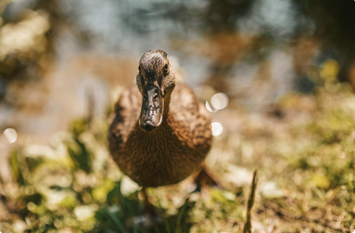 Утиная охота весной с чучелами: тактика и выбор приманок