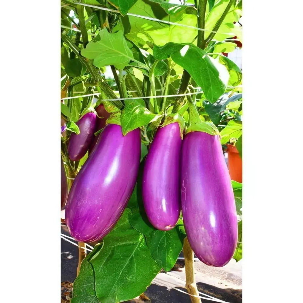 Семена Баклажан Сиреневый (УД) 20шт Е/П