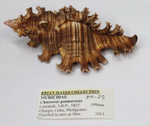 Мурекс Ветка Розы (Chicoreus palmarosae), 10см, 1шт